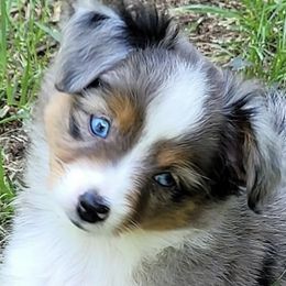 Fletch - Toy Australian Shepherd