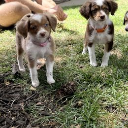 Pink - Red merle female Aussiedoodle puppy in Grants Pass, Oregon from Woodwind Miniatures