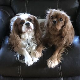 Cavalier King Charles Spaniel Puppies from Cavalier Kisses