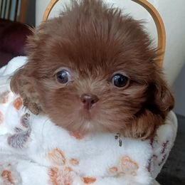 Aussiedoodle, Bernedoodle, Poodle, Shihpoo, and Shih Tzu Puppies from Route 66 Poodles & Doodles, Sapphire Shih-tzu's of Ohio