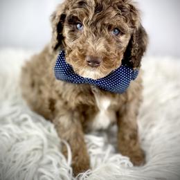 Bernedoodle, Cavapoo, and Goldendoodle Puppies from Blackberry Farm Puppies