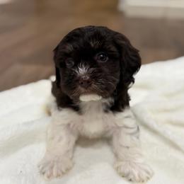 Chocolate and white male 1 - Chocolate male Havanese puppy in Douglas, Georgia from Huffer Hounds and Havanese