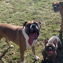 French Bulldogs from Morgan's French Bulldogs