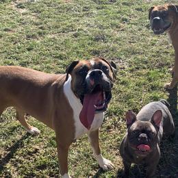 French Bulldogs from Morgan's French Bulldogs