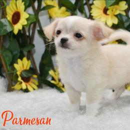 Parmesan - Cream male Chihuahua puppy in Demorest, Georgia from Sourpatch Chihuahuas