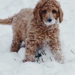 Australian Labradoodle and Poodle Puppies from Hunter Farm