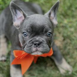 Nova - Blue female French Bulldog puppy in Pine Township, Pennsylvania from BlueCairo Frenchies