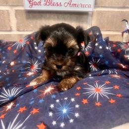 Penny - Black and tan female Yorkshire Terrier puppy in Bryan, Texas from Shayle's Yorkie Pups