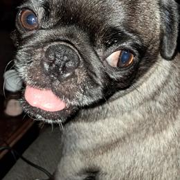 Lila - Pug