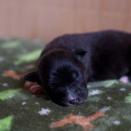 Australian Shepherd Puppies from River Run Australian Shepherds