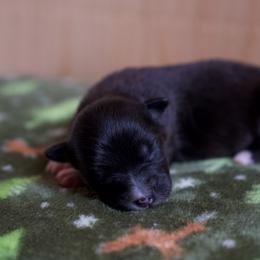 Australian Shepherd Puppies from River Run Australian Shepherds