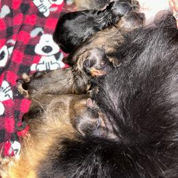Butter Bean - Orange sable female Pomeranian puppy in Zavalla, Texas from Precious Puff Poms