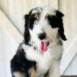 Aspen - female Australian Mountain Doodle puppy in Sterling, Colorado from North 40 Doodles