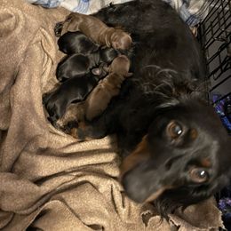 Dachshunds from Chapman Doxies