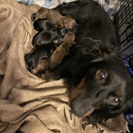Dachshunds from Chapman Doxies