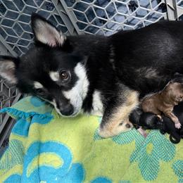Pomsky puppies from Repurposed Paradise Farm