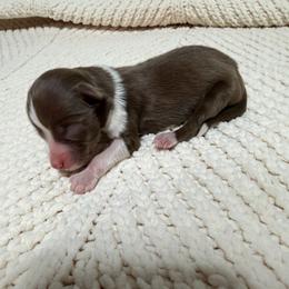 Boy 1 - Red tri male Miniature Australian Shepherd puppy in Olean, New York from Windy River Mini Aussie