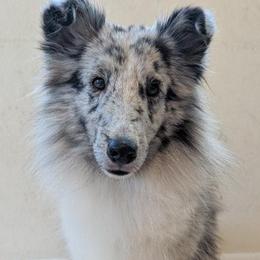 Stormy - White blue merle male Shetland Sheepdog puppy in Palm Harbor, Florida from Himark Shelties