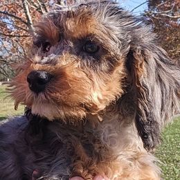 Angus - Merle male Cockapoo puppy in Lebanon, Kentucky from Mosaic Merle Doodles