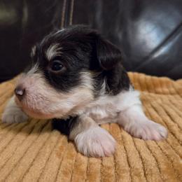 Alastor - Parti male Miniature Schnauzer puppy in Graham, Washington from Olivia's Miniature Schnauzer's