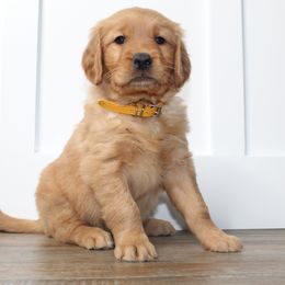 Australian Shepherd and Golden Retriever Puppies from Sterling Valleys Goldens and Aussies