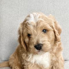 Assorted Doodle Crosses Puppies from Barking Blessings