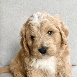 Assorted Doodle Crosses Puppies from Barking Blessings