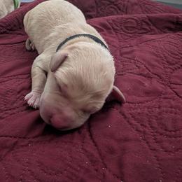 Cam - Yellow male Labrador Retriever puppy in Commerce, Oklahoma from Standing Water Kennels