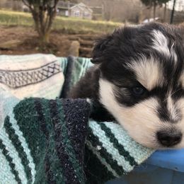 Pomsky and Siberian Husky Puppies from Cold Mountain Kennel