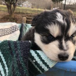 Pomsky and Siberian Husky Puppies from Cold Mountain Kennel