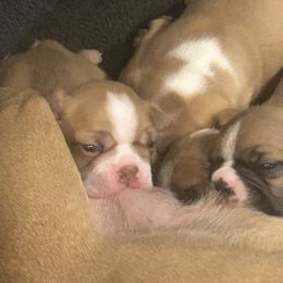 Brooklyn - Seal and white Boston Terrier puppy in Nottingham, New Hampshire from Brenda Wilber’s Bostons