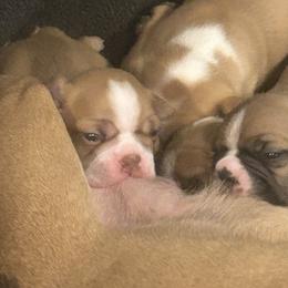 Brooklyn - Seal and white Boston Terrier puppy in Nottingham, New Hampshire from Brenda Wilber’s Bostons