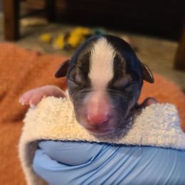 Boy 1 - White and black male Teddy Roosevelt Terrier puppy in Claremore, Oklahoma from Travelin' Man Terriers
