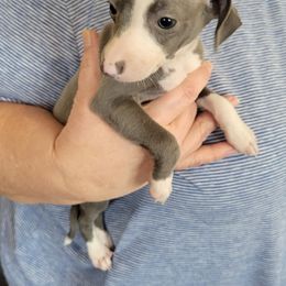 Blue girl - Blue female Italian Greyhound puppy in Monticello, Florida from Lebeck Acres