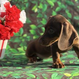 Brittany - Black and tan female Dachshund puppy in Colbert, Oklahoma from Brooke Crenshaw