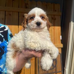 Charlie - Red and white male Cockapoo puppy in Holton, Indiana from MoonShine Babies
