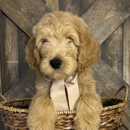 Mr. Brown - Cream male Goldendoodle puppy in Blue Springs, Missouri from Farmstead 51