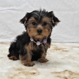 Lola - Blue and gold female Yorkshire Terrier puppy in Monticello, Iowa from Ashley’s Puppies