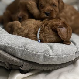 Cavapoo, Goldendoodle, and Poodle Puppies from Diamond Companions
