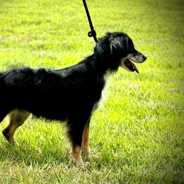 Taylor - Miniature American Shepherd