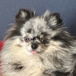 Yuca - Pomeranian
