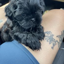 Shih Tzu Puppies from Shihtzus.Sc