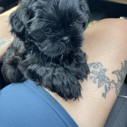 Shih Tzu Puppies from Shihtzus.Sc