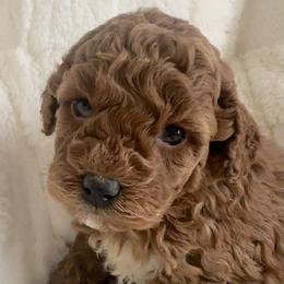 Cleo - Red female Cavapoo puppy in Camden, Michigan from Pawfect Companions