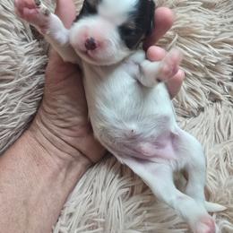 Tri boy (no spot on tail) - Tri-color male Cavalier King Charles Spaniel puppy in Wimberley, Texas from Amazing AKC Puppies