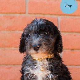 Aussiedoodle and Goldendoodle Puppies from Ever After Doodles Arizona