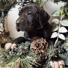 Snowflake - Black female Great Dane puppy in Dundee, Michigan from Weslow AKC Danes