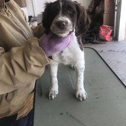Brittany Puppies from KB Britts