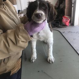 Brittany Puppies from KB Britts