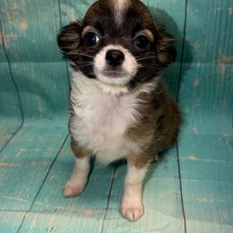 Duke - Black sabled fawn male Chihuahua puppy in Palmyra, Indiana from Country Star Chihuahuas